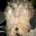 cuttlefish_sb_gld_v_0172_kom1789.jpg